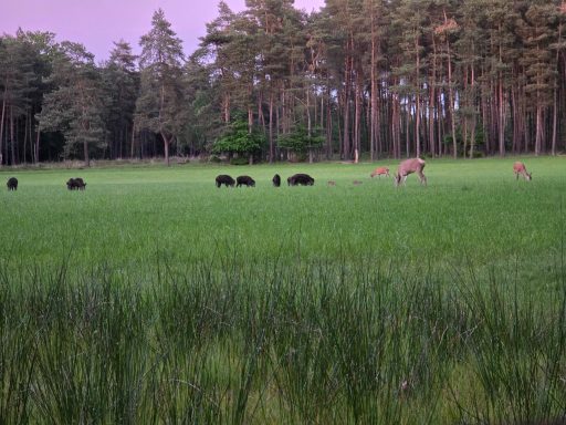 Wildscherm, wild spotten.