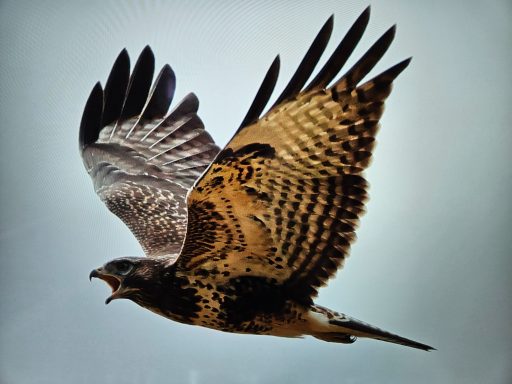 Buizerd